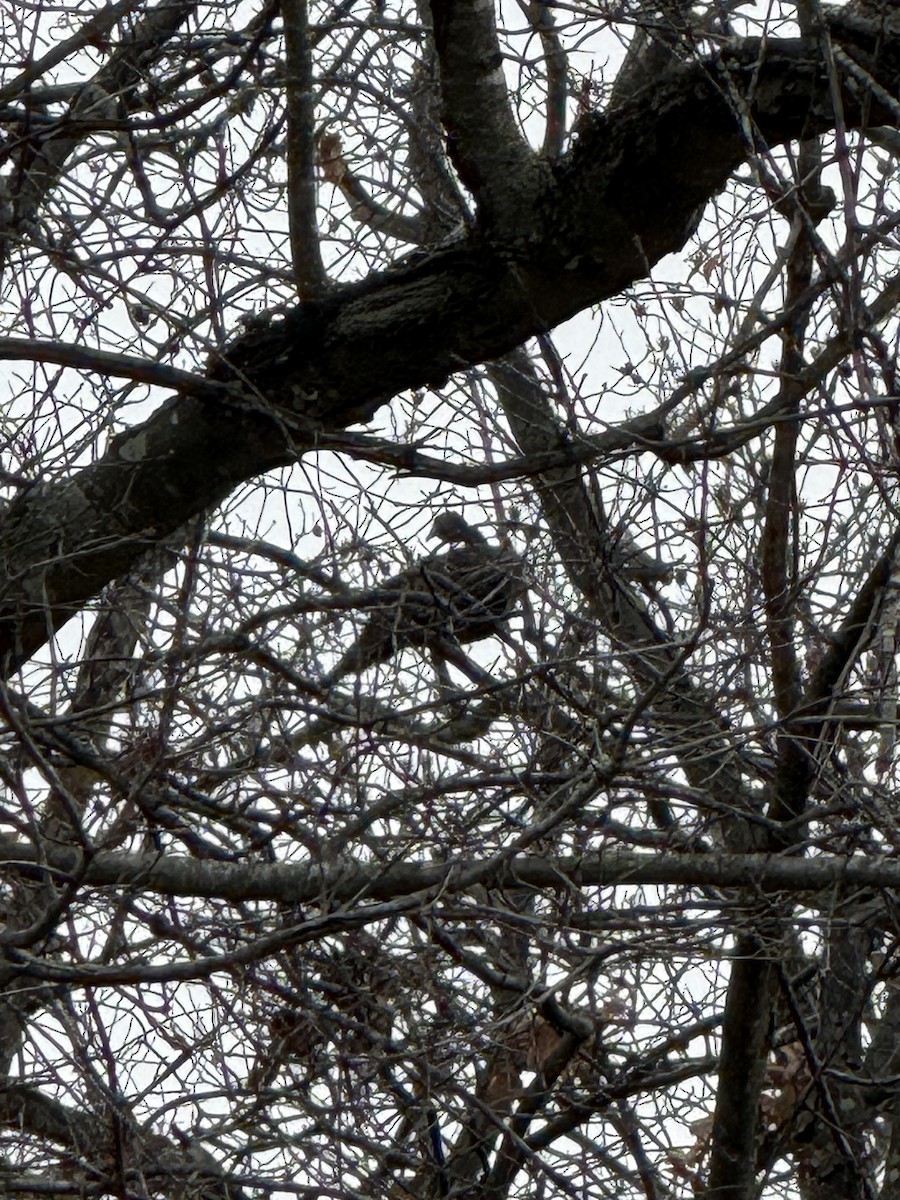 Wild Turkey - ML646693654