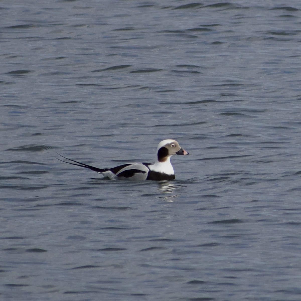 hoholka lední - ML646693655