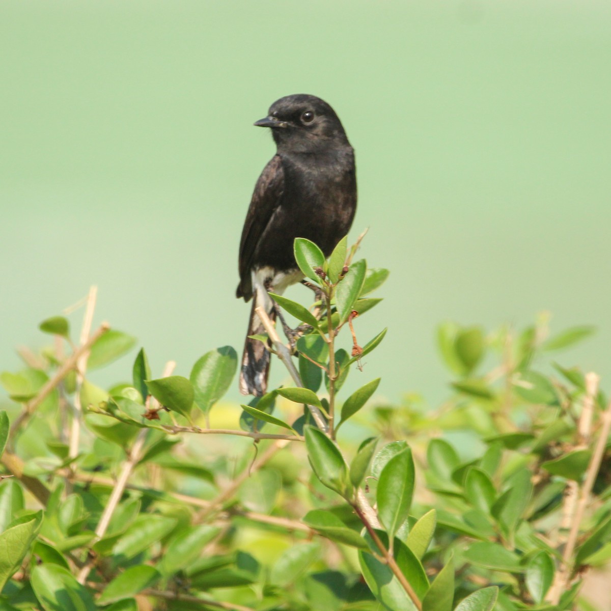 クロノビタキ - ML646693656