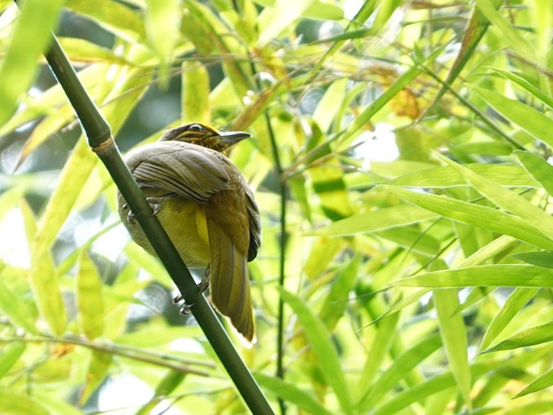 Stripe-throated Bulbul - ML646693660