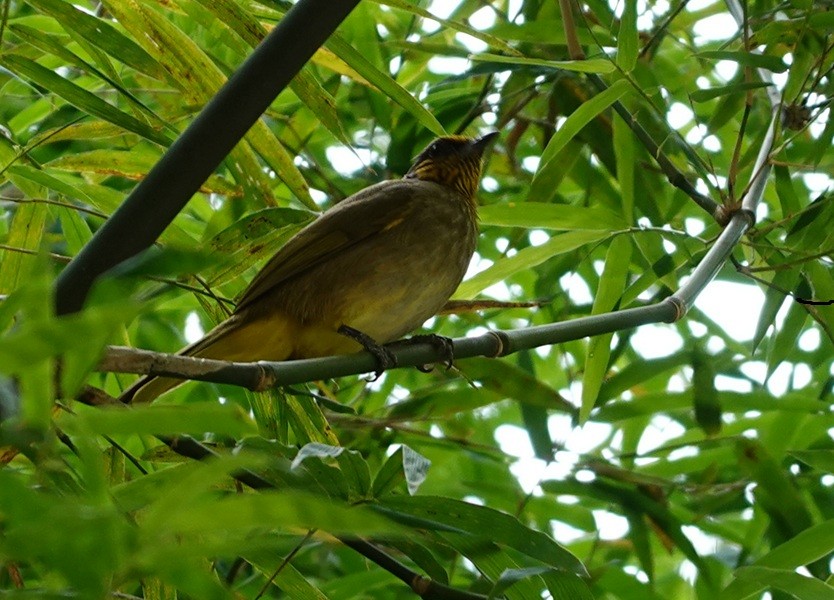 Stripe-throated Bulbul - ML646693661