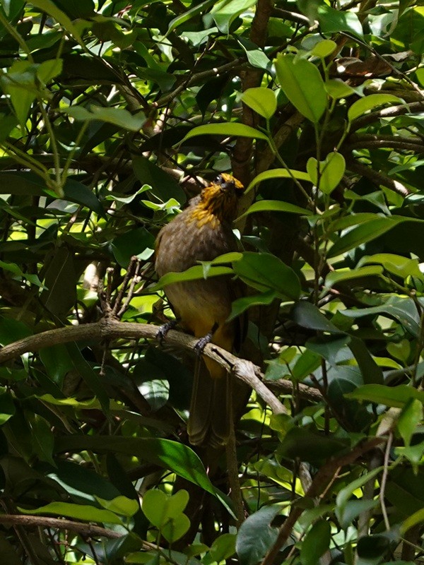 Stripe-throated Bulbul - ML646693662