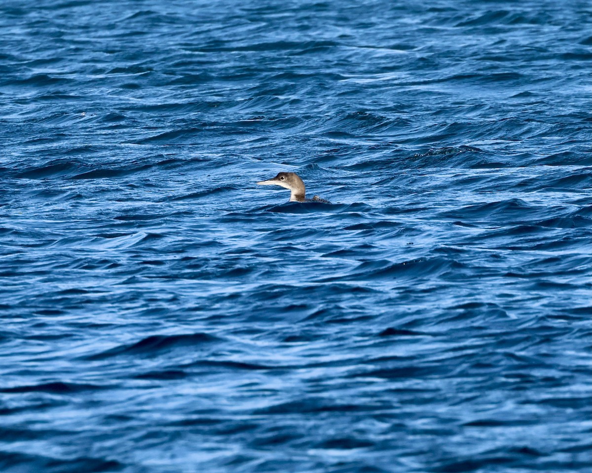 Гагара полярна - ML646693665