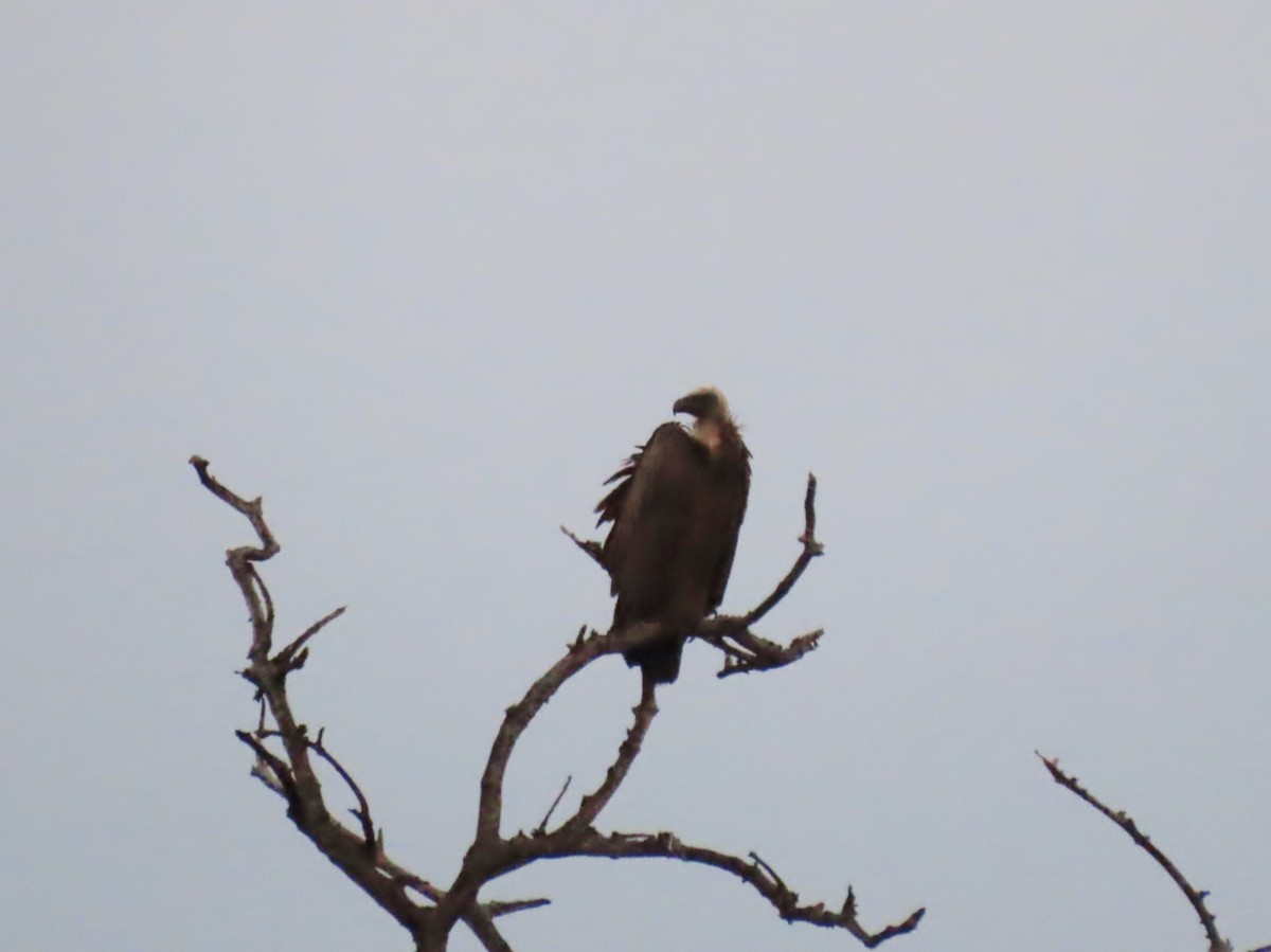 Buitre Dorsiblanco Africano - ML646693667