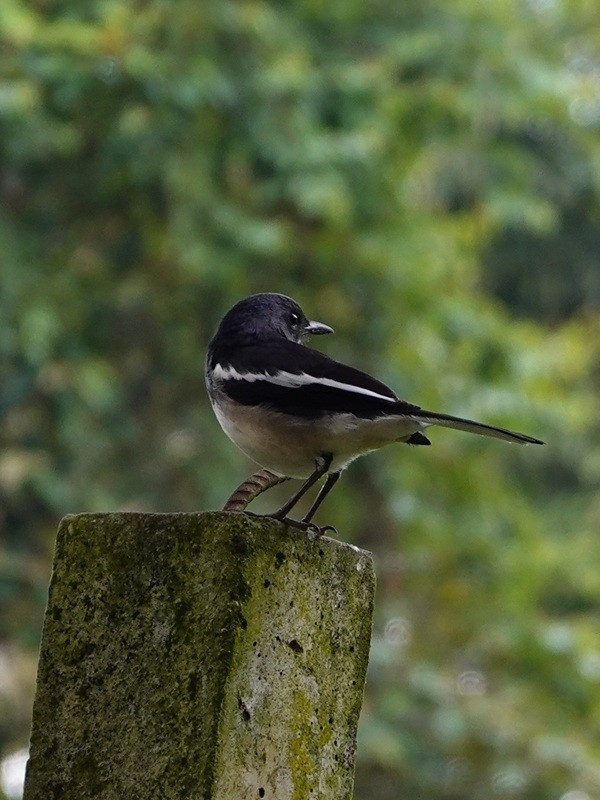Oriental Magpie-Robin (Oriental) - ML646693668
