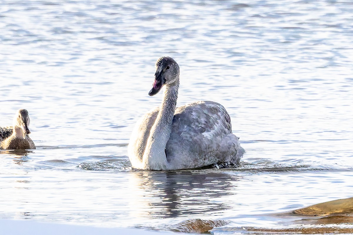 Американский лебедь - ML646693670