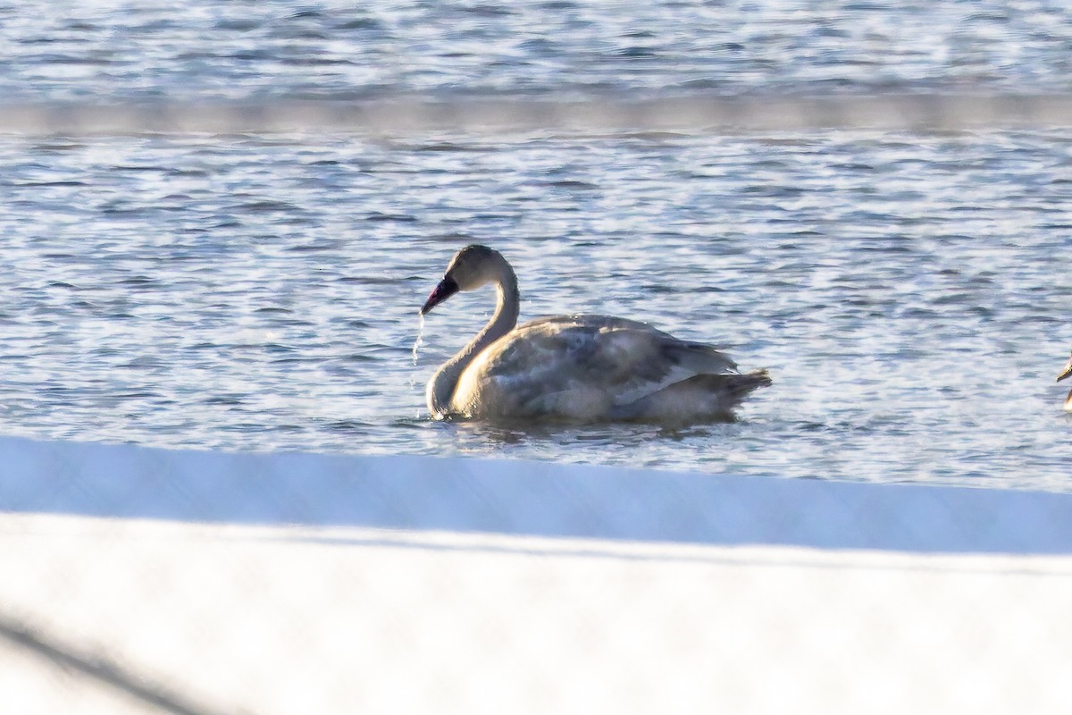 Американский лебедь - ML646693671