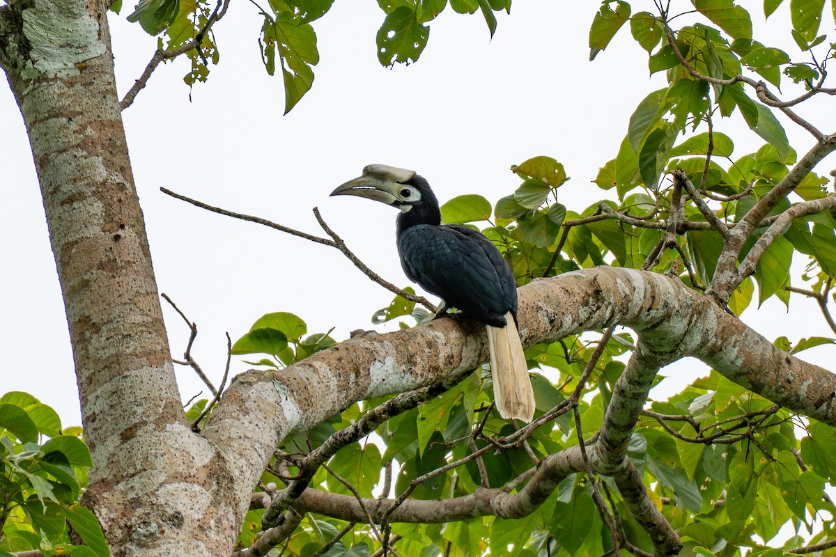 Palawanhornvogel - ML646693673