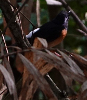 White-rumped Shama (White-rumped) - ML646693677