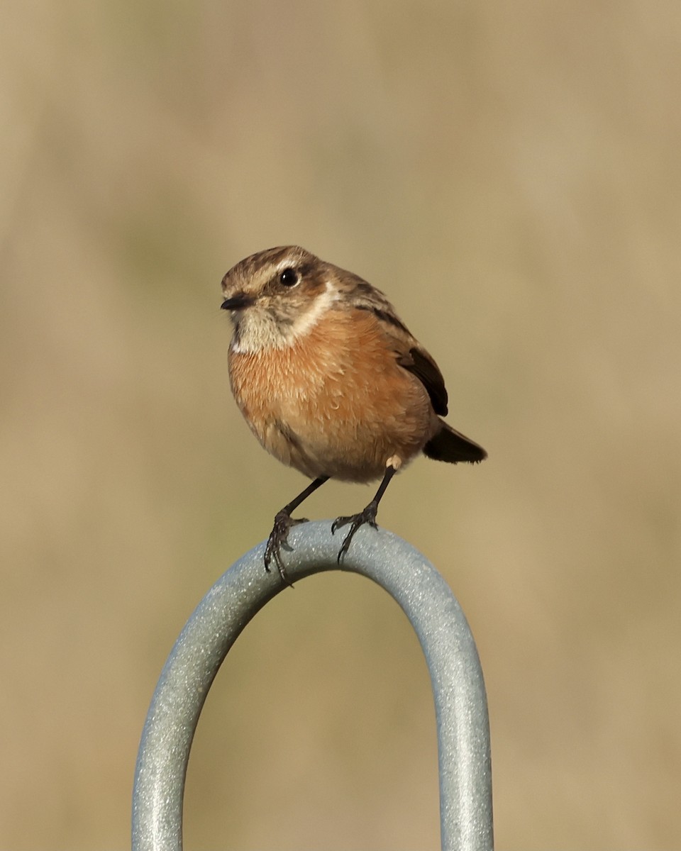 Трав'янка чорноголова - ML646693684