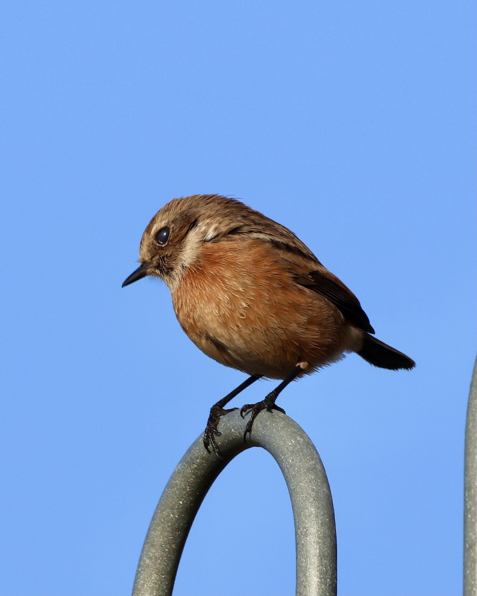 Трав'янка чорноголова - ML646693685