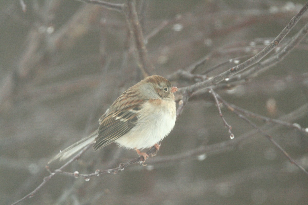 Field Sparrow - ML646693687