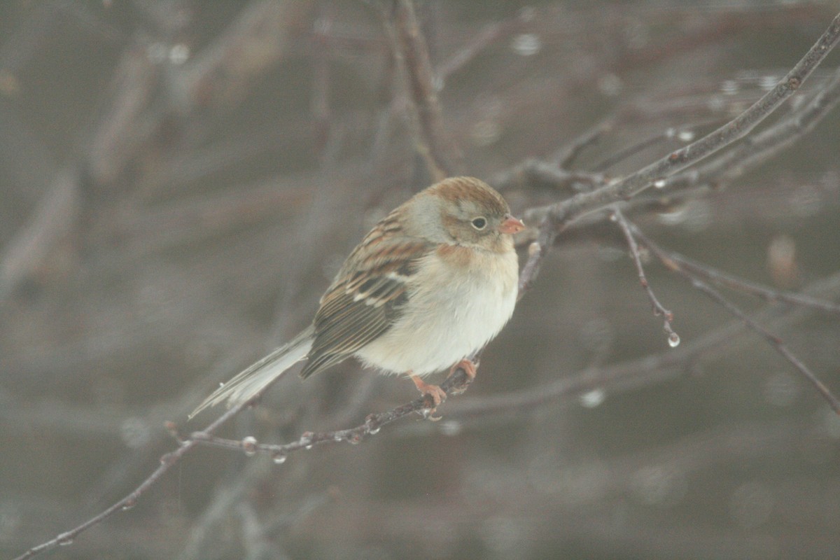 Field Sparrow - ML646693689