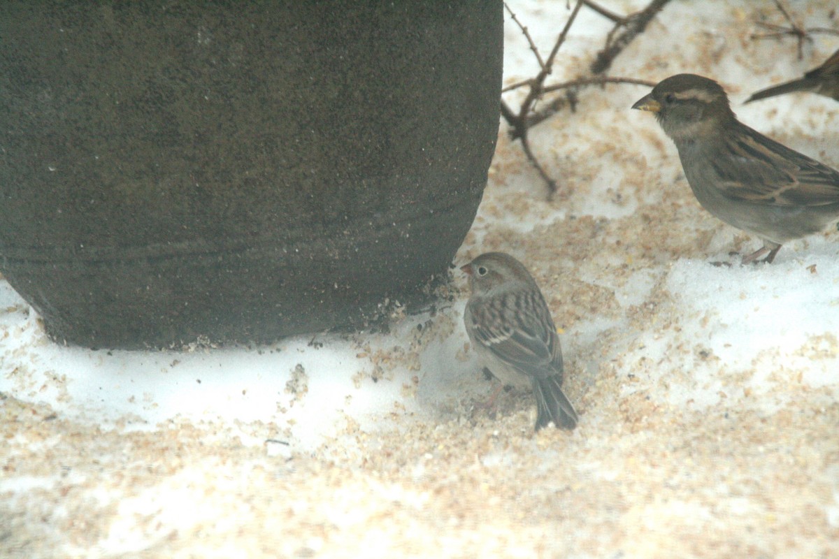 Field Sparrow - ML646693690