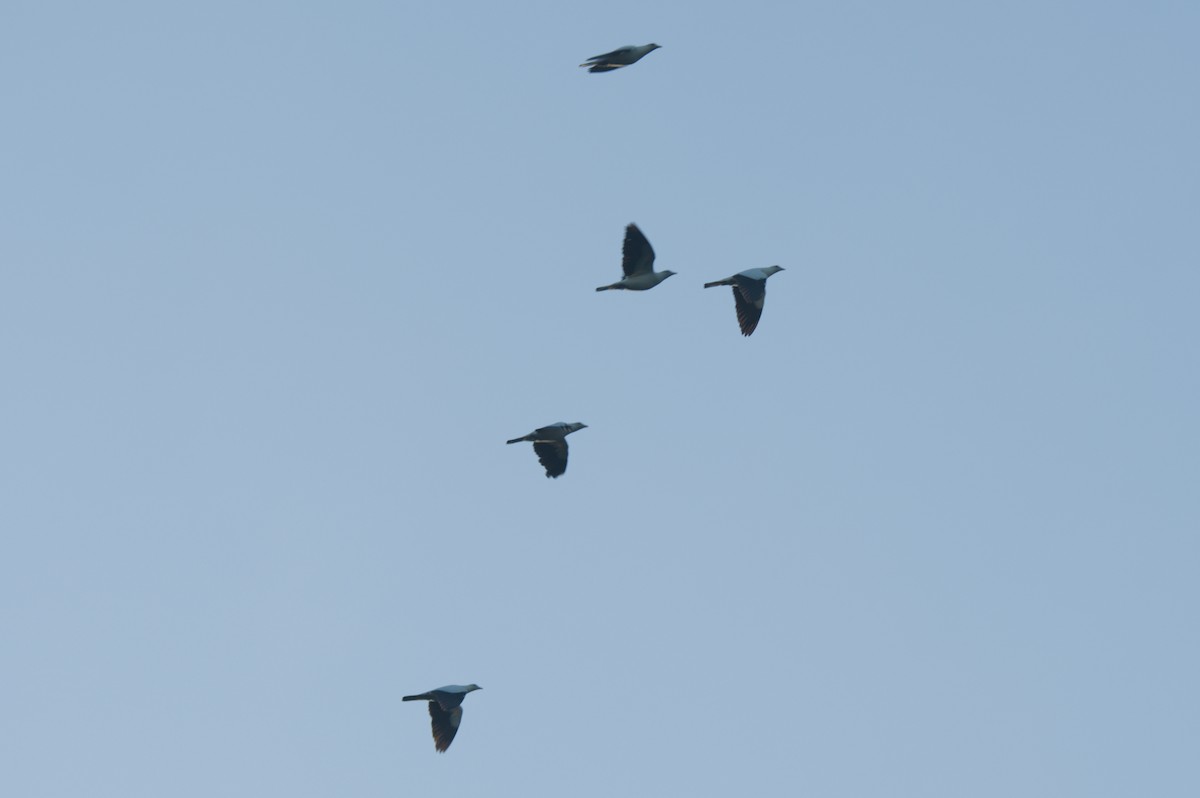 Torresian Imperial-Pigeon - ML646693693