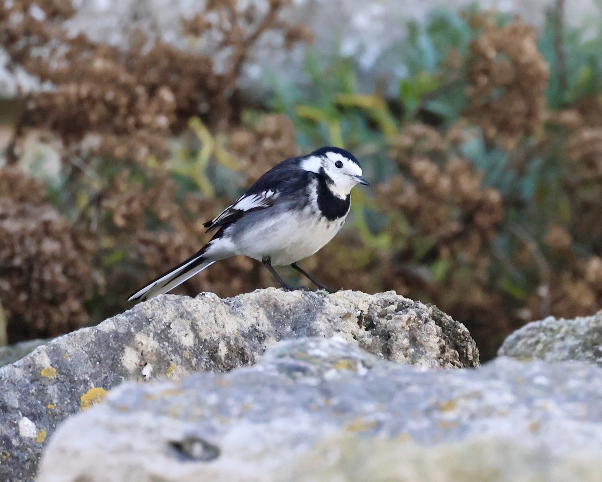 Плиска біла (підвид yarrellii) - ML646693695