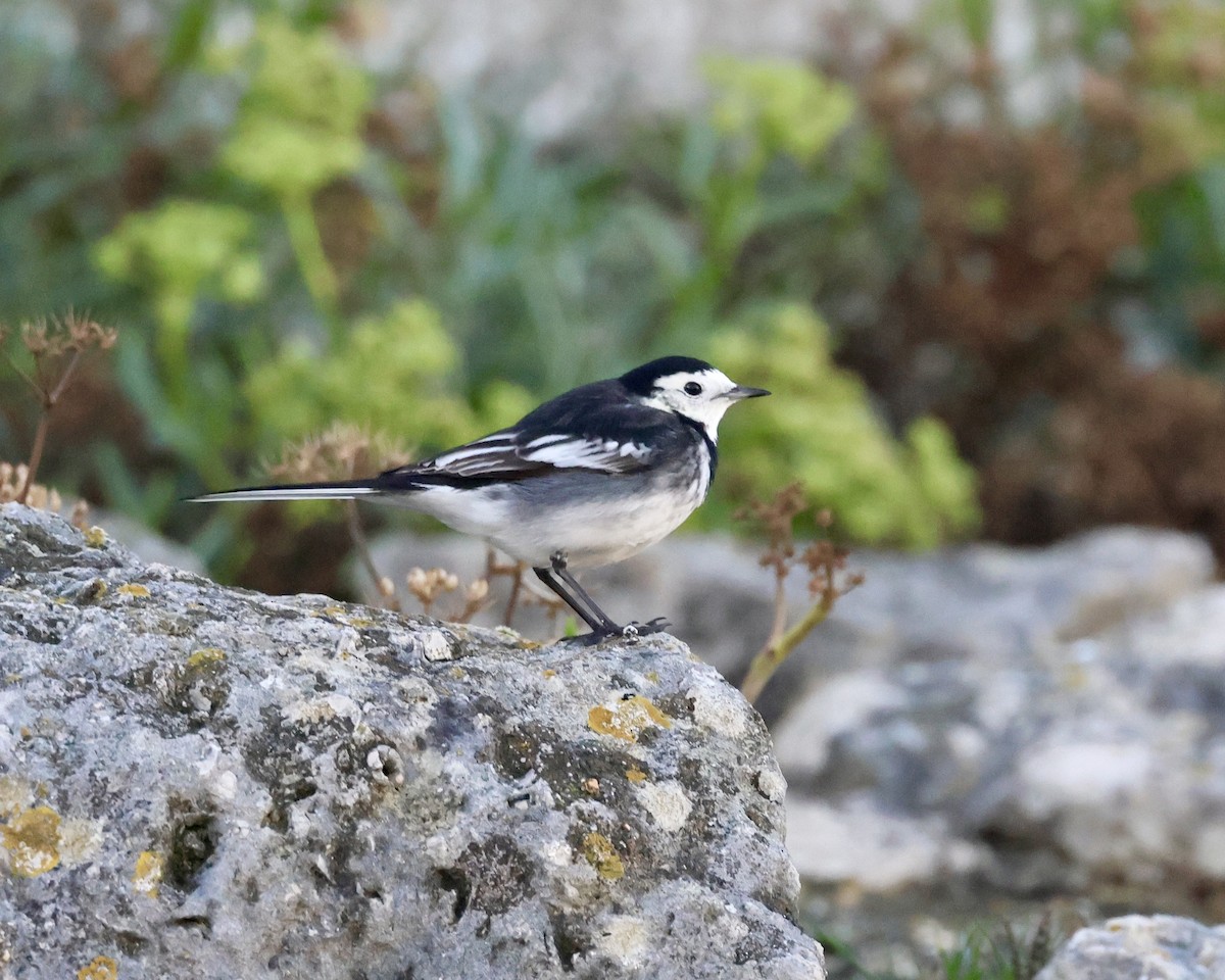 Плиска біла (підвид yarrellii) - ML646693696