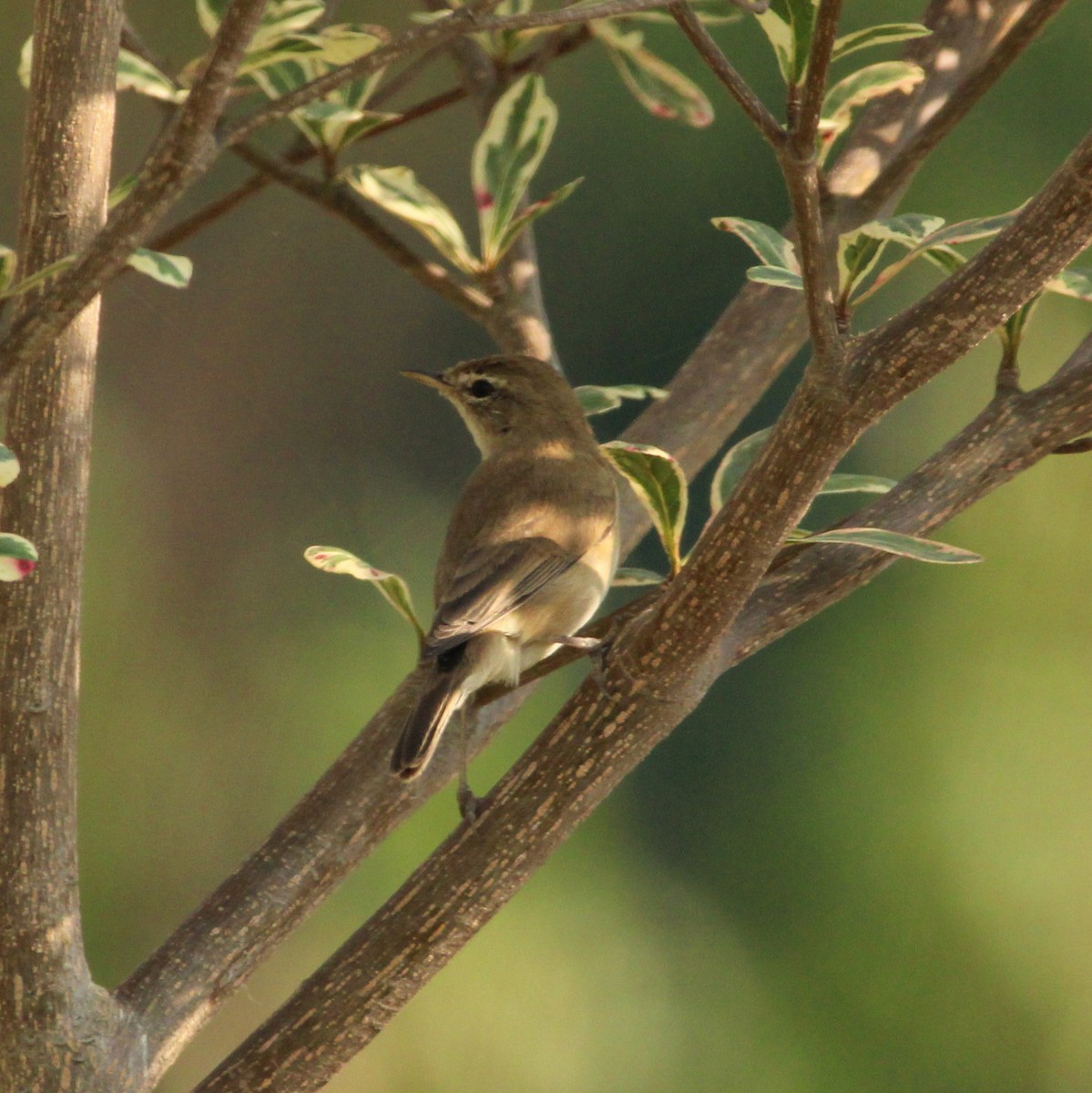 ヒメウタイムシクイ - ML646693697