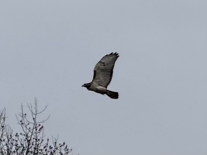 Red-tailed Hawk - ML646693699