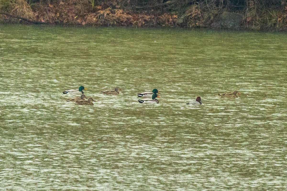 Germano reale - ML646693704