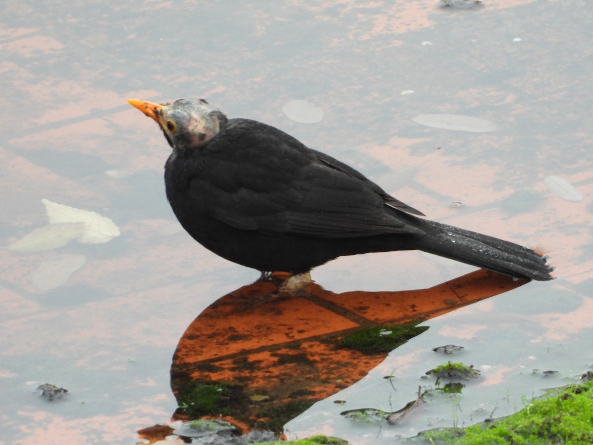 kos černý - ML646693705