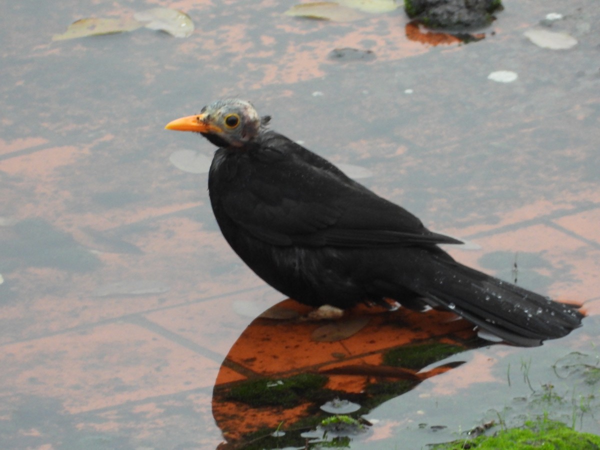 kos černý - ML646693706