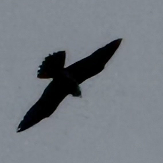 Peregrine Falcon - ML646693707