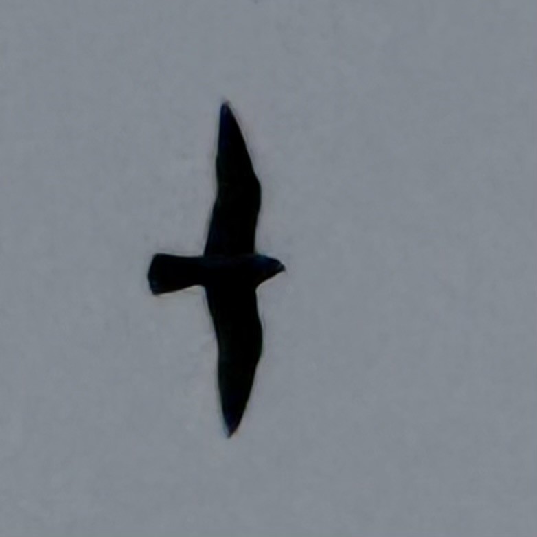 Peregrine Falcon - ML646693708