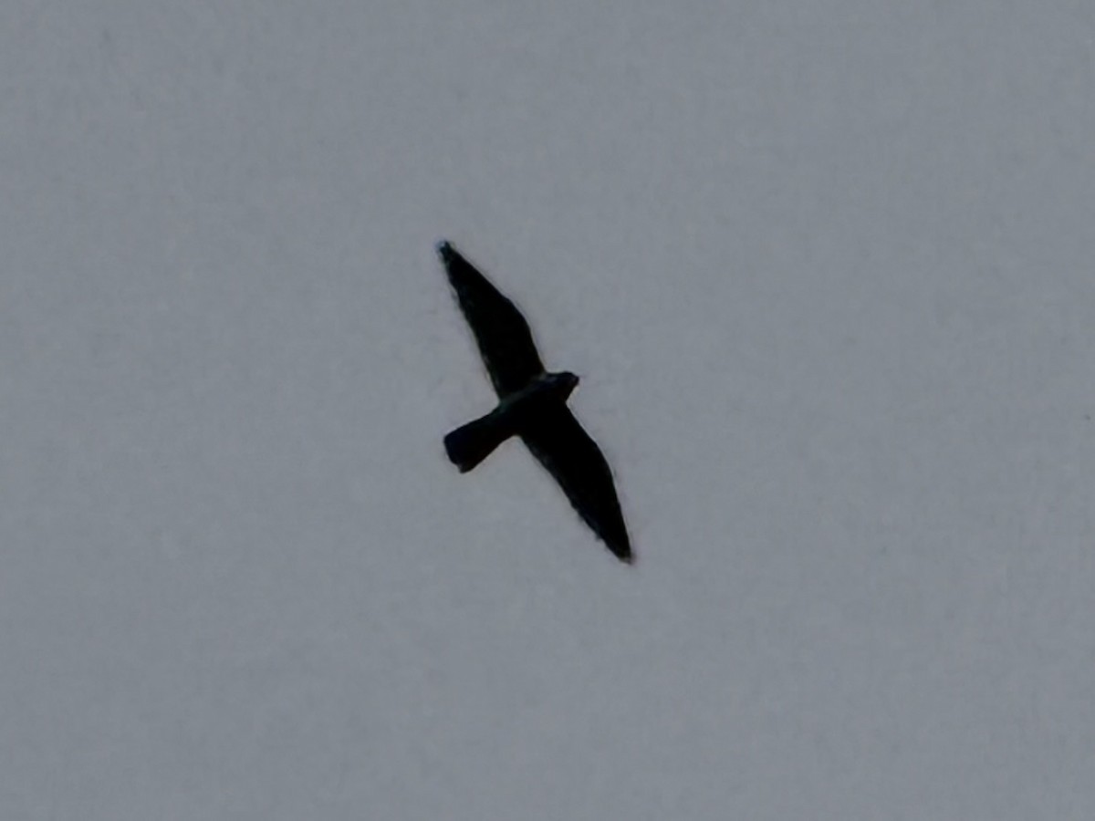 Peregrine Falcon - ML646693709