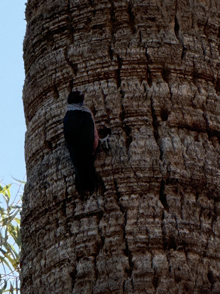 Lewis's Woodpecker - ML646693719