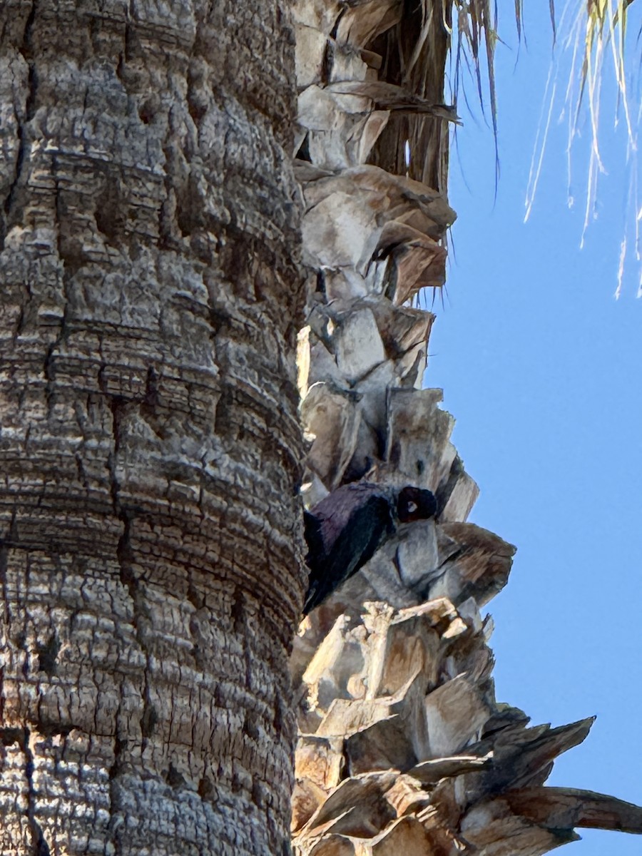 Lewis's Woodpecker - ML646693720