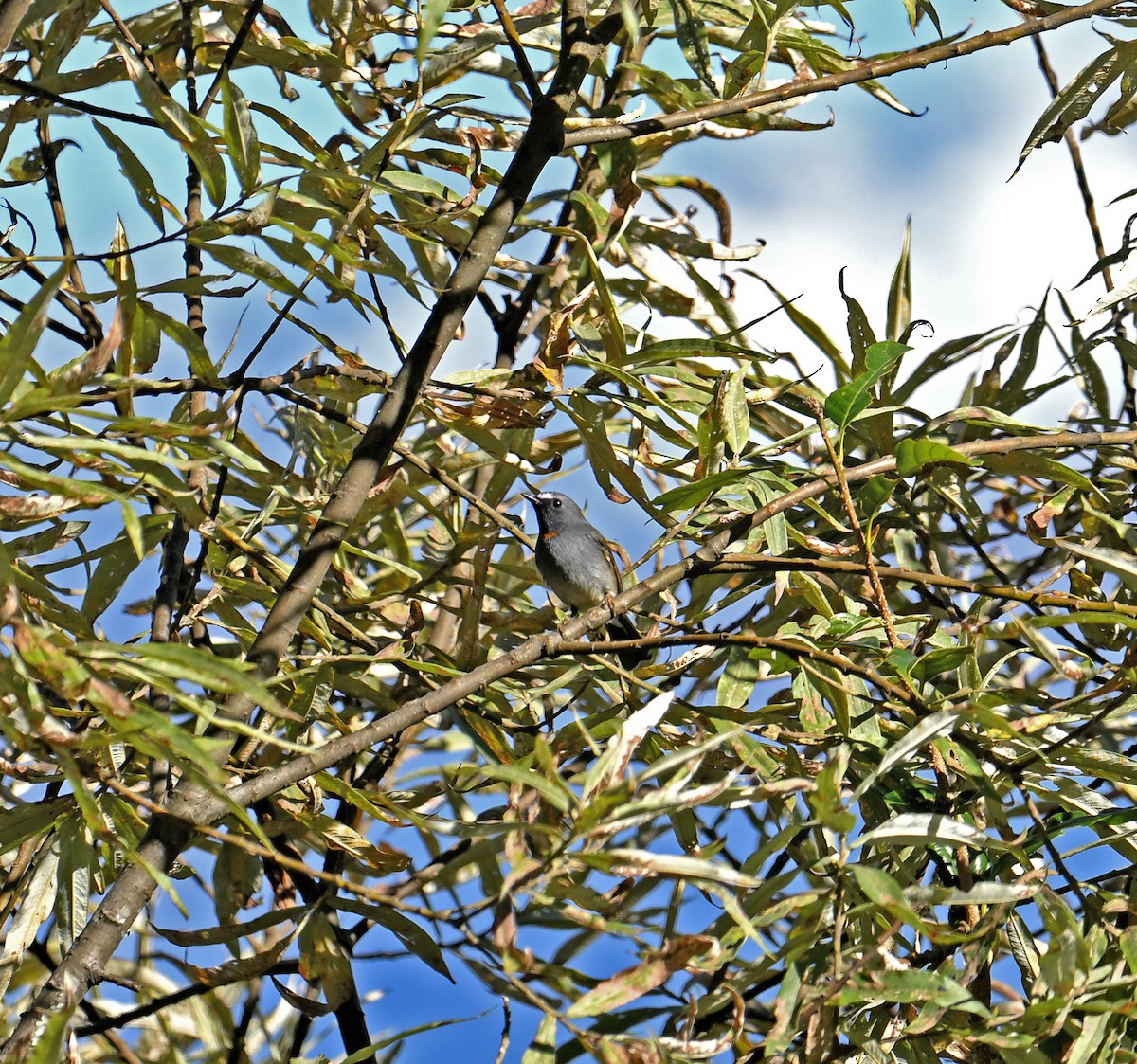 Rufous-gorgeted Flycatcher - ML646693722