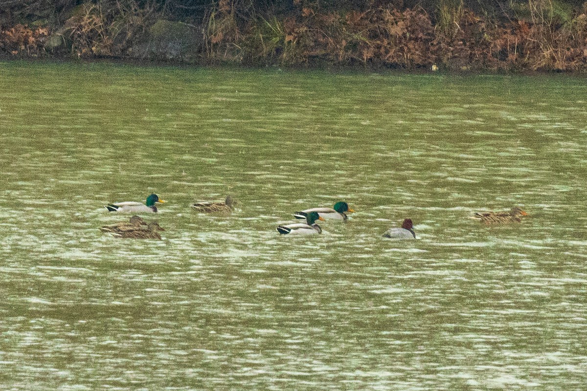 Germano reale - ML646693723