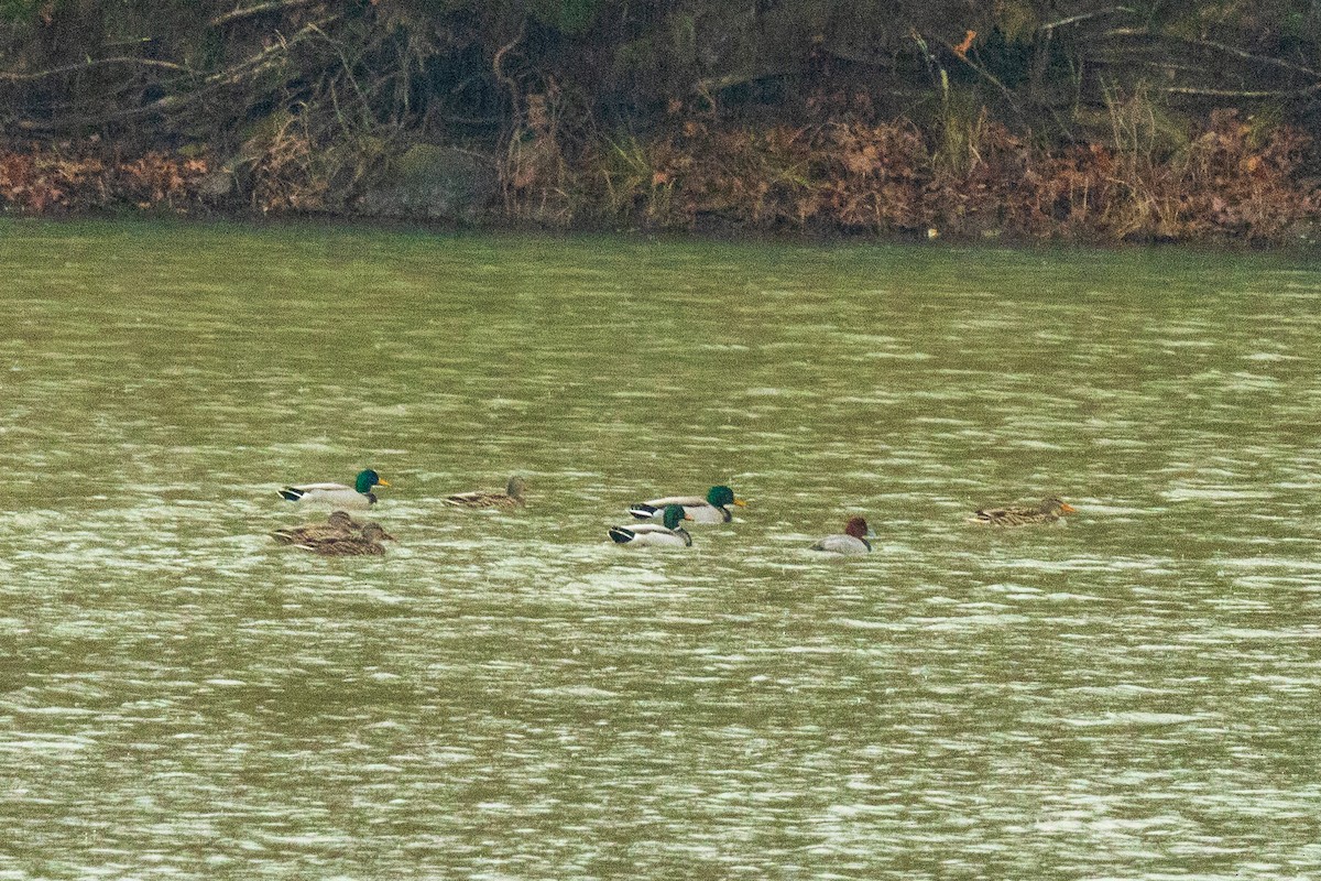 Germano reale - ML646693724