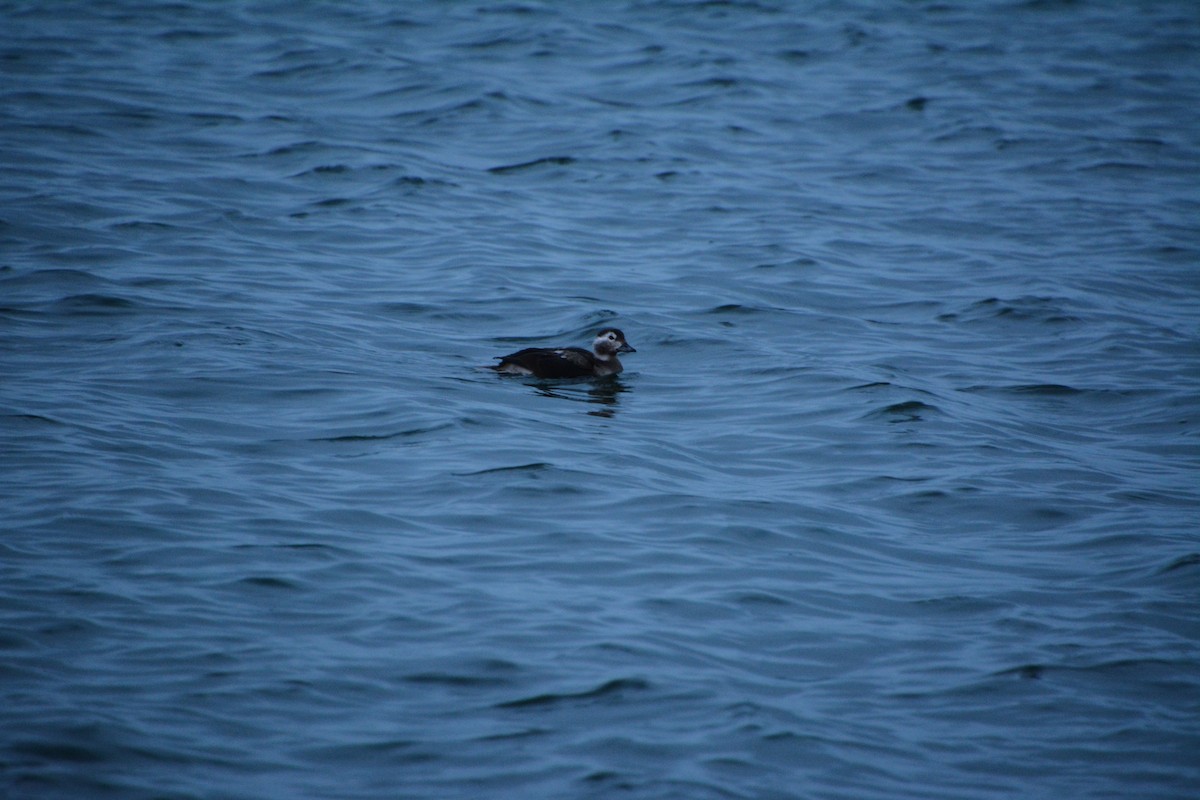 Long-tailed Duck - ML646693726