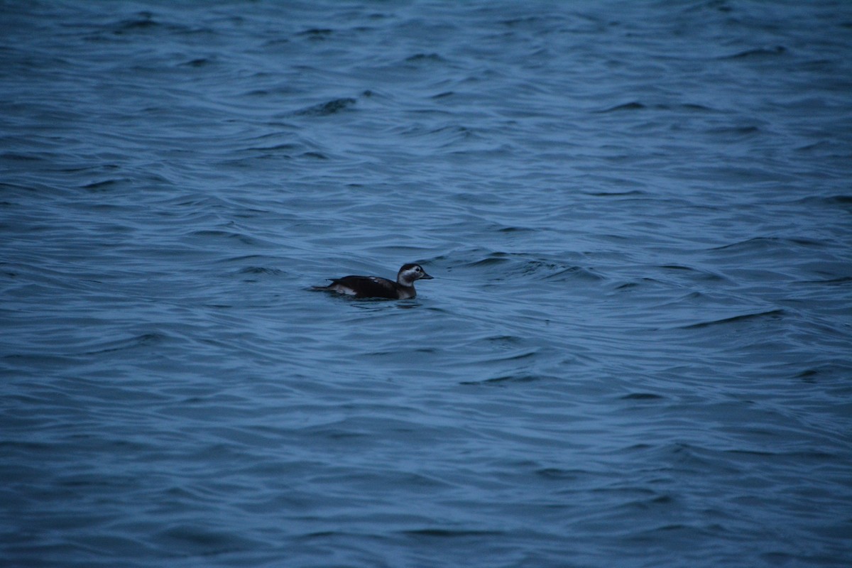 Long-tailed Duck - ML646693727