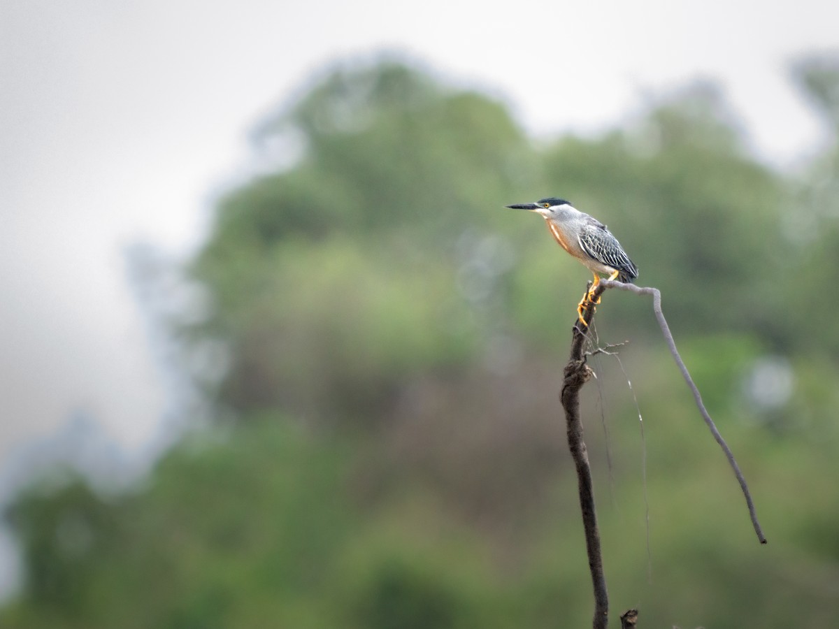 Striated Heron - ML646693731