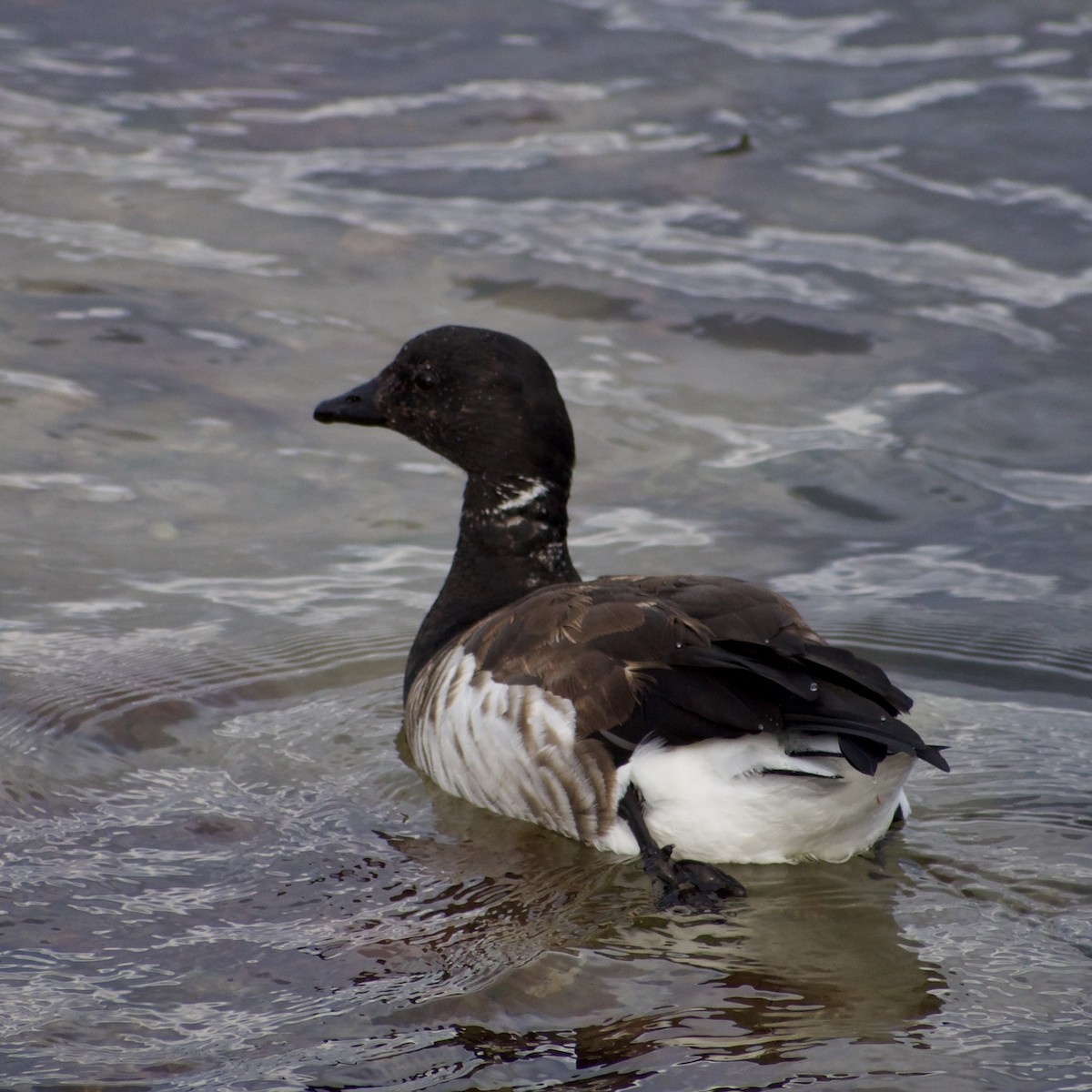 berneška tmavá - ML646693732