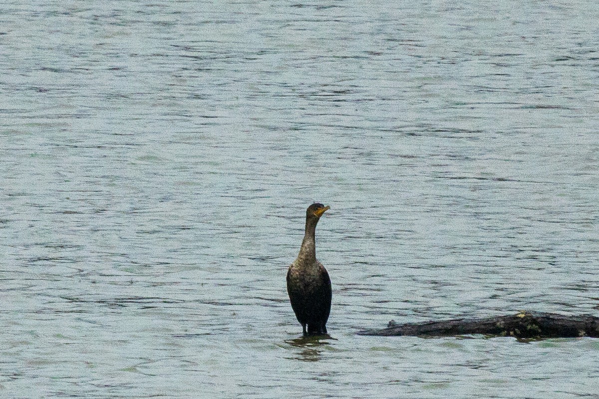 Double-crested Cormorant - ML646693736