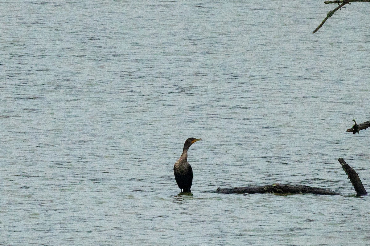 Double-crested Cormorant - ML646693737