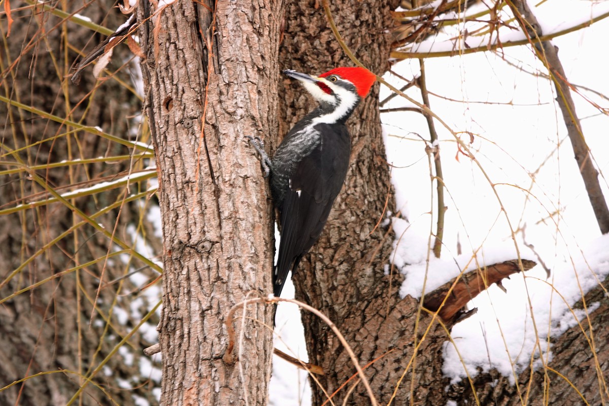 Picamaderos Norteamericano - ML646693739