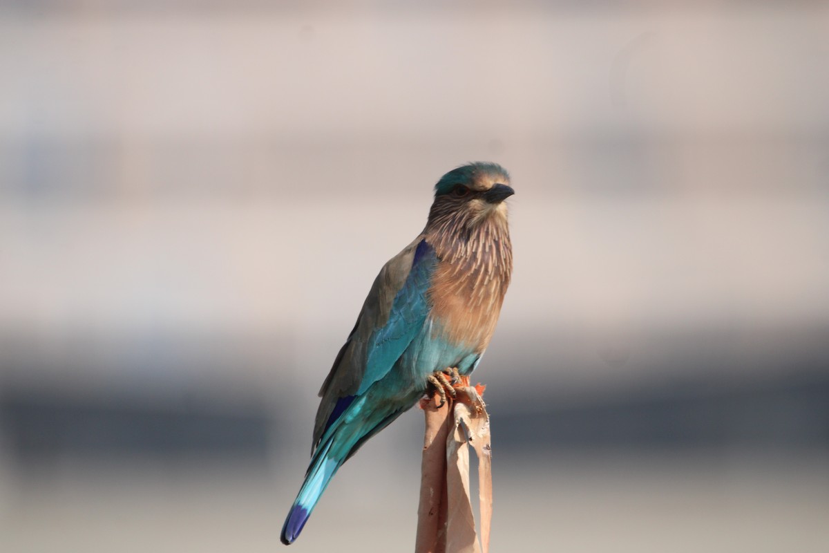 インドブッポウソウ - ML646693742