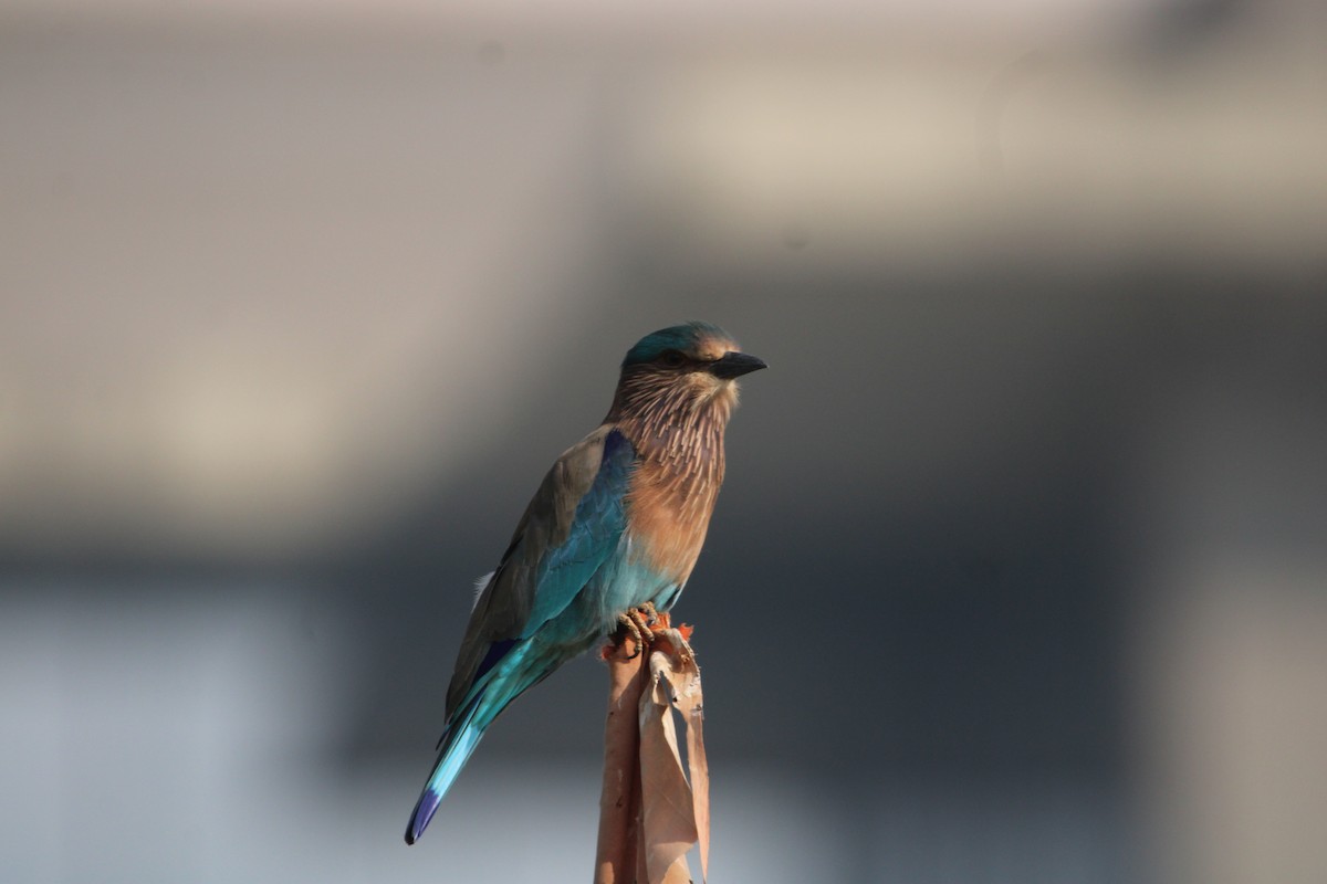 インドブッポウソウ - ML646693743