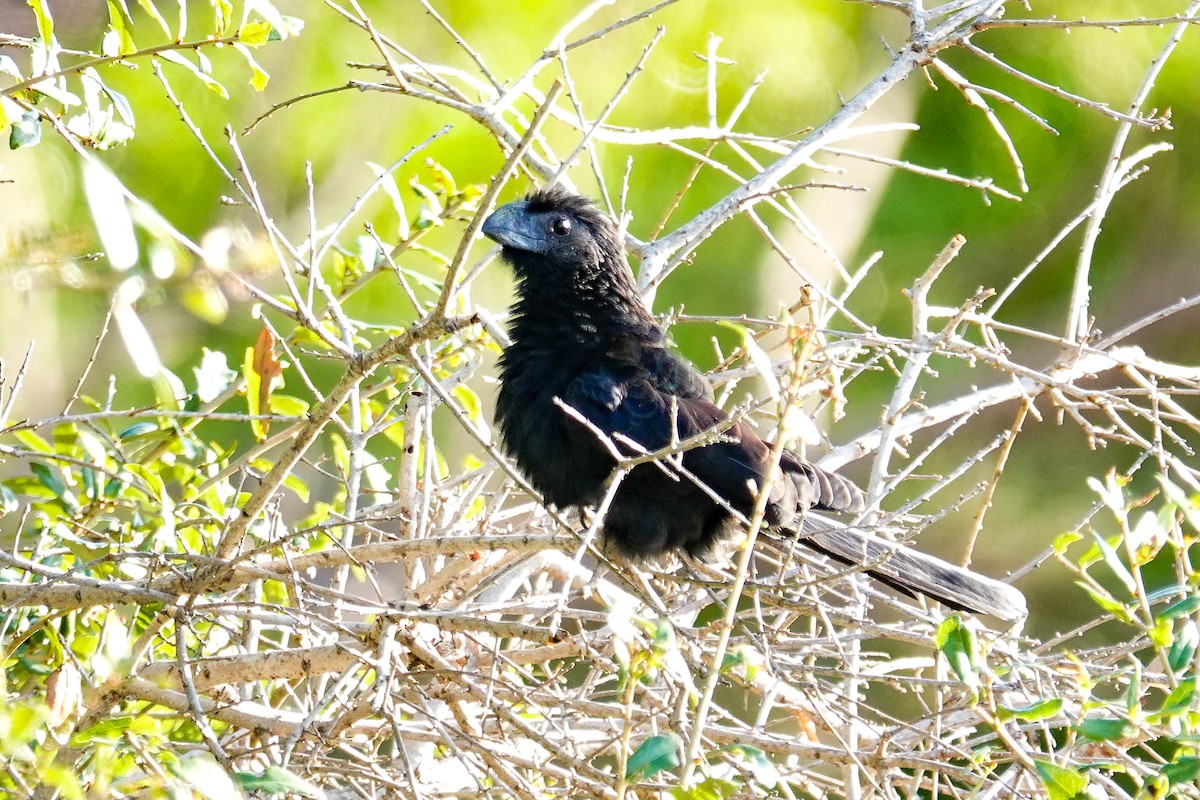 Groove-billed Ani - ML646693744