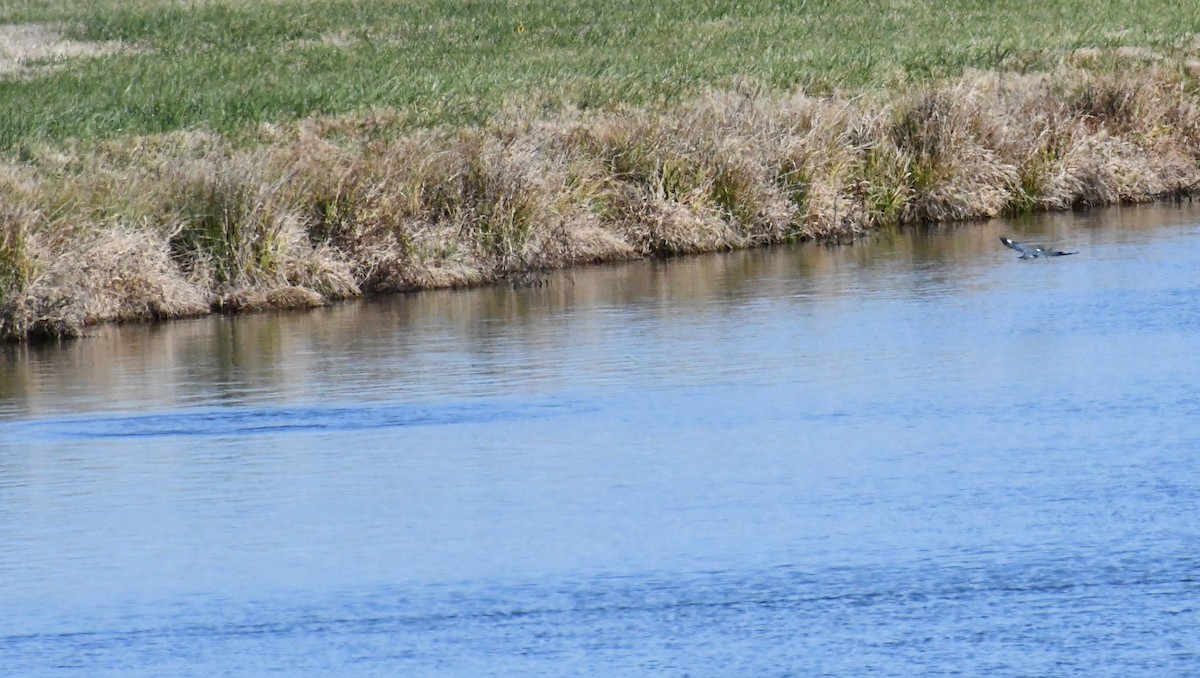 Belted Kingfisher - ML646693745
