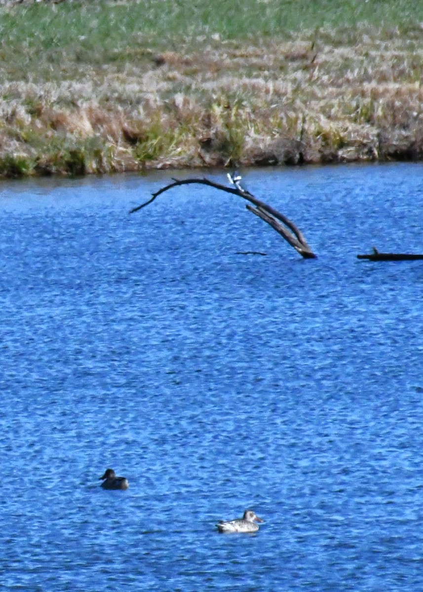 Belted Kingfisher - ML646693746