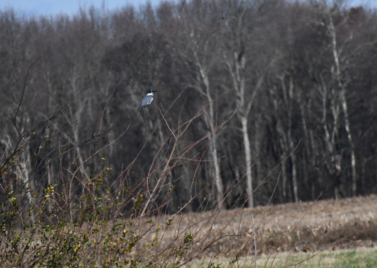 Belted Kingfisher - ML646693747