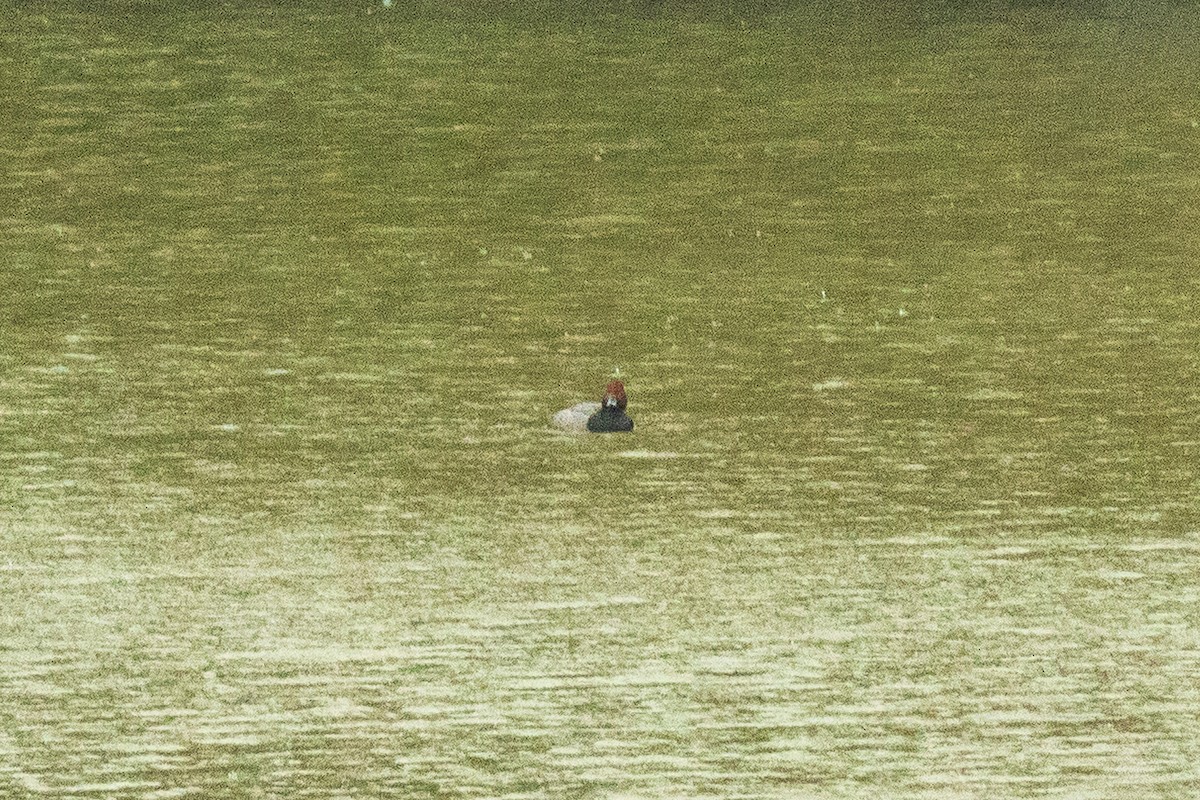 Redhead - ML646693748