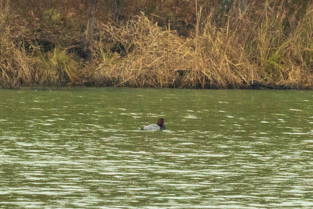 Redhead - ML646693749