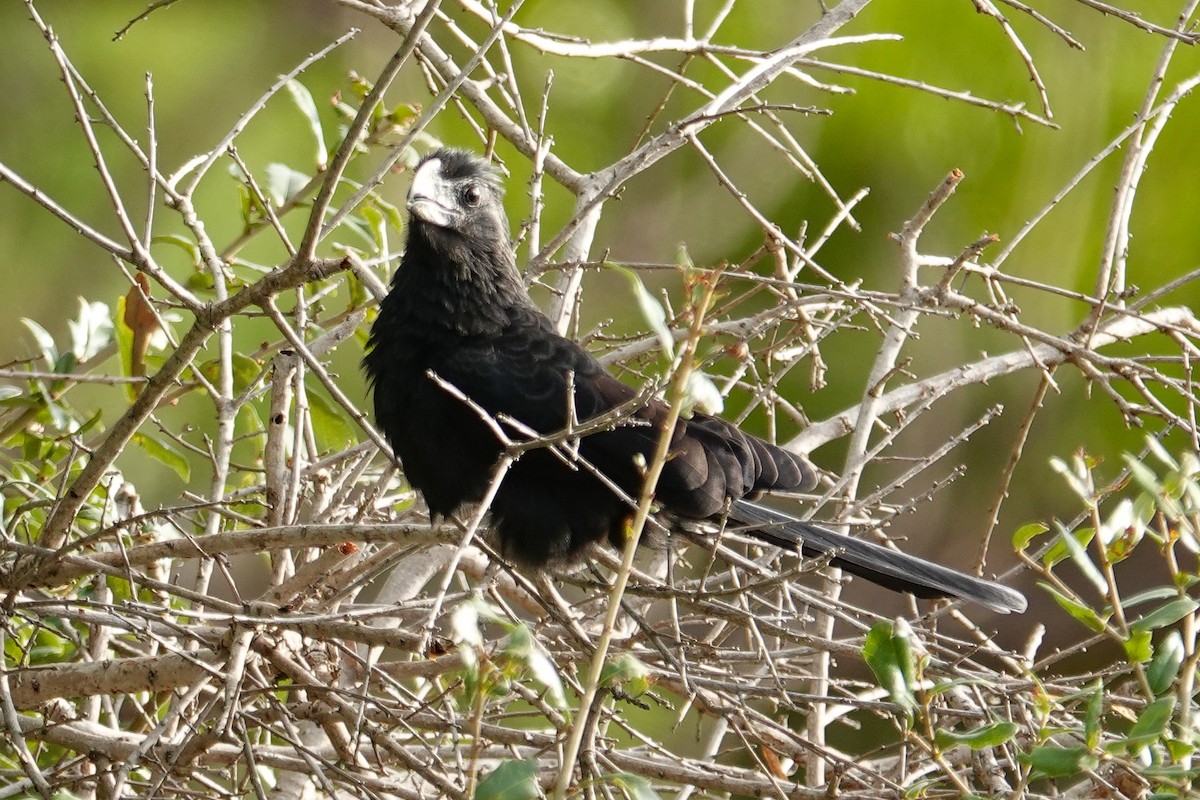 Groove-billed Ani - ML646693752